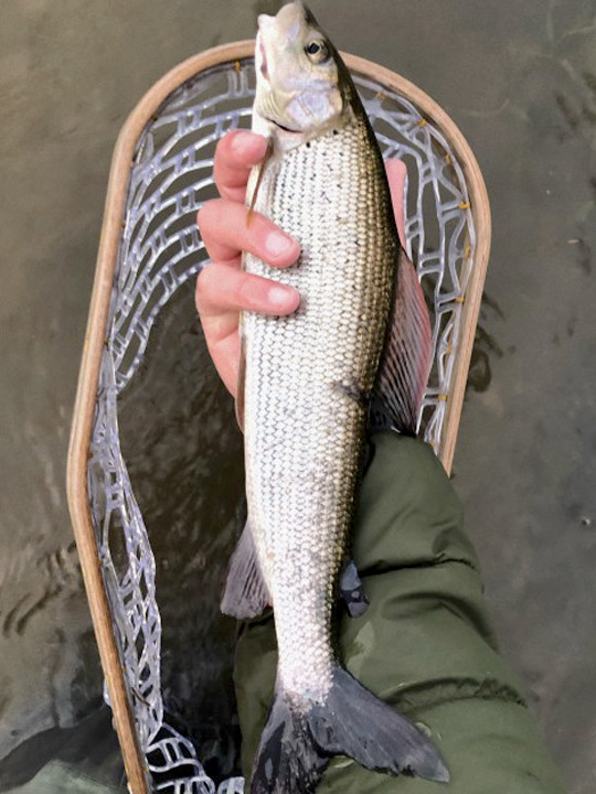 Abernant grayling - RS from Swansea